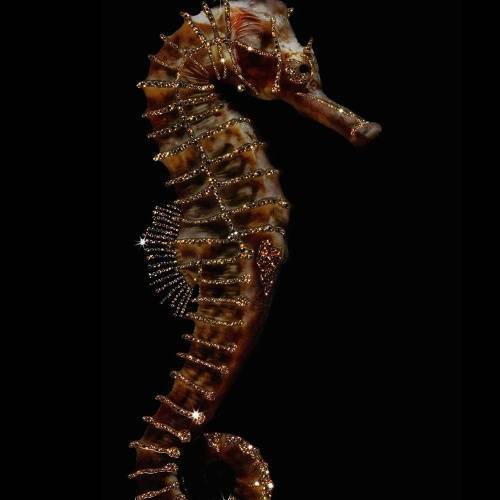 Декоративное панно Hippocampus