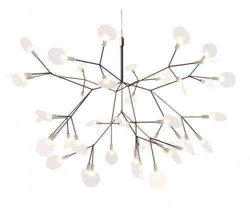 Heracleum 2 small