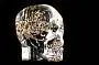Арт-объект Lost in Time от Berd Vaye (Small Skull - Малый череп) Berd Vaye. Вид 1